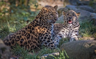 Mulhouse: Deux panthères de l'Amour quittent le zoo pour la Californie