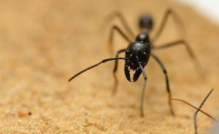 En coulisses, les vedettes de la prochaine grande exposition qui ouvre mardi au Palais de la Découverte, à Paris, s'activent: des milliers de fourmis, bichonnées comme des cracks de champ de course, avant d'affronter la curiosité du public.