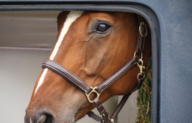 Toulouse : Les chevaux étaient convoyés dans des conditions lamentables, l'un d'eux est euthanasié sur l'autoroute