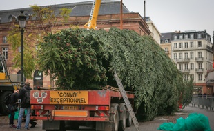 VIDEO. Strasbourg: Le troisième sapin est coupé et doit arriver jeudi sur la place Kléber (Archives)