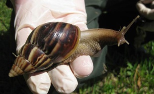 Un escargot géant en Floride.