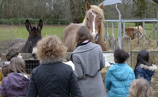 Des enfants avec l'âne et la jument de la ferme.