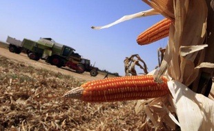 Le Conseil d'Etat a annulé lundi la suspension de culture du maïs OGM de Monsanto prise par le gouvernement français en février 2008 et remise en cause depuis par la Cour de justice européenne.