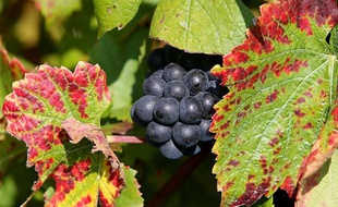 Une grappe de pinot noir prête à être récoltée, le 7 octobre 2013