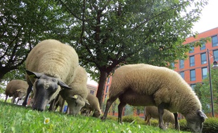 Des moutons en ville. Illustration.