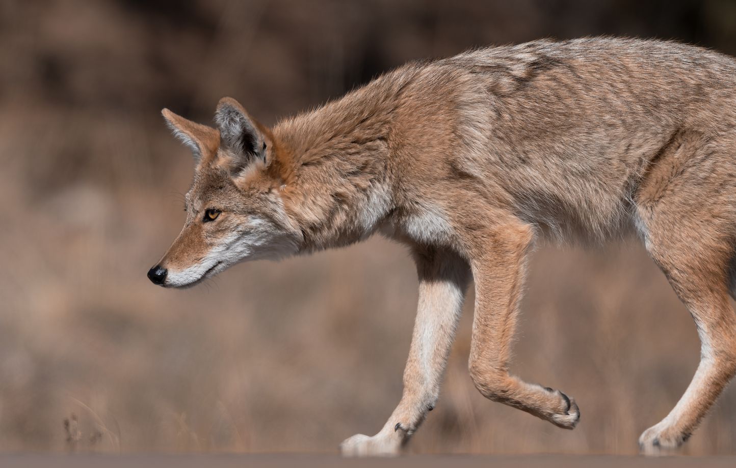 Coyotes et loups : une hybridation qui a marqué l’Amérique du Nord