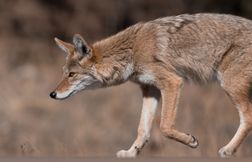 Coyotes et loups : une hybridation qui a marqué l’Amérique du Nord