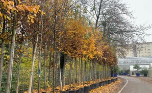 Les chênes, érables, mis en pot pour les plantations éphémères cet été vont être replantés en terre. Strasbourg le 24/11/2020