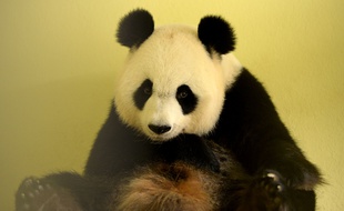 La femelle panda Huan Han, ici dans son box au zoo de Beauval, devrait mettre bas vendredi ou samedi.