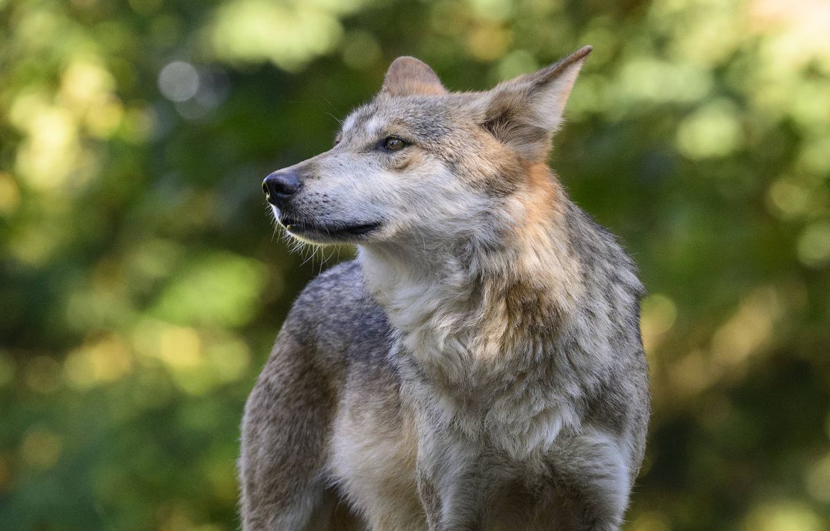 « On assume d'avoir voulu faire une battue aux loups parce que l'urgence est là ! », lancent des agriculteurs en Corrèze