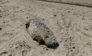 Le phoque retrouvé décapité sur la plage de Gravelines, dans le Nord.