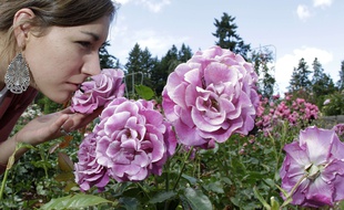 Illustration de roses