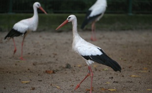 Strasbourg le 17 10 2013. Cigognes dans le parc de l'Orangerie et le zoo de Strasbourg