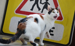Les chats errants seront désormais stérilisés à Montpellier