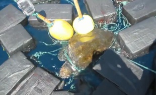 Les gardes-côtes de Floride ont sauvé une tortue marine emprisonné dans des filets et attachée à des sacs remplis de cocaïne