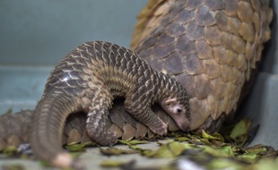 Une femelle pangolin avec son petit. Illustration.