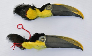 Deux têtes de toucans utilisées en sorcellerie ont été découvertes par les autorités.