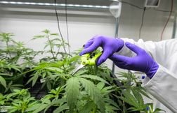 Deux voisins arrêtés pour avoir cultivé du cannabis en Loire-Atlantique