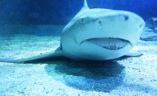 Le requin-citron du Seaquarium / Sarah Muttoni