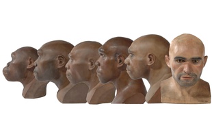 Evolution des hominidés.