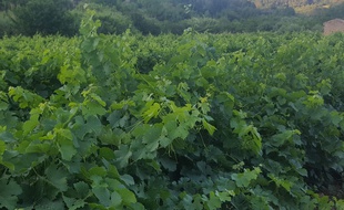 Une vigne dans le Languedoc.