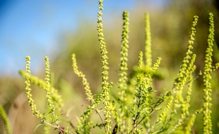 L'ambroisie est une plante allergisante.