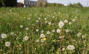 Lille, le 19 avril 2011. Les graines de pissenlits provoquent parfois des allergies.
