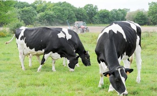 Le fourrage destiné aux bovins est 50 % plus cher que l'an dernier.