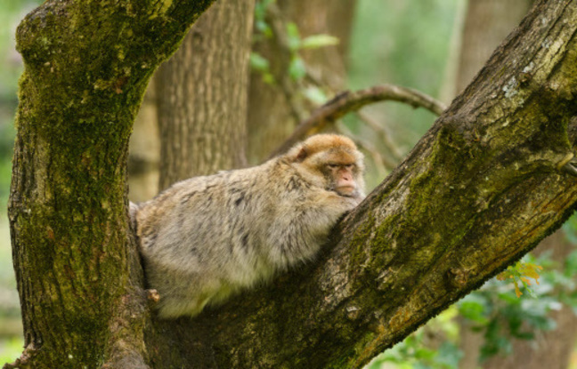 Japon : Des attaques de macaques ont fait 42 blessés à Yamaguchi depuis début juillet