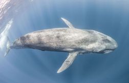 Le silence des baleines bleues alerte les scientifiques sur l’état des océa…