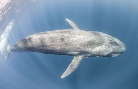 Le silence des baleines bleues alerte les scientifiques sur l’état des océans