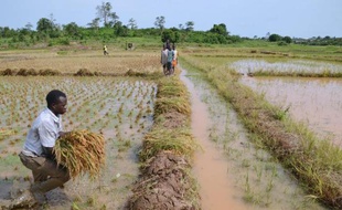 Une rizière près d'Agboville, dans le sud de la Côte d'Ivoire, le 10 avril 2015