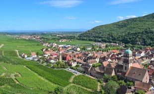 Le vignoble alsacien, ici avec une vue sur Kaysersberg.
