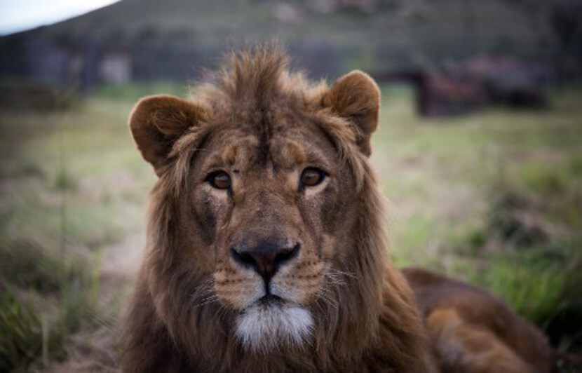 Faits Divers Un Vaste Trafic De Dents Et Griffes De Lions Demantele En Afrique Du Sud Faits Divers Un Vaste Trafic De Dents Et Griffes De Lions Demantele En Afrique Du Sud