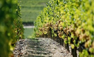 En Gironde, 1 000 hectares de surfaces agricoles disparaîtraient chaque année.