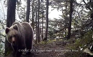 Capture d'écran chaine You Tube Adet-Pays de l'Ours.