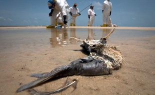 Un poisson décomposé sur une plage de Waveland, dans le Mississippi, en juillet 2010 après la marée noire dans le golfe du Mexique.