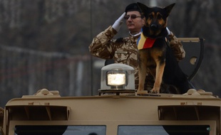 Une parade militaire roumaine avec le chien militaire Max, le 1er décembre 2012 à Bucarest, en Roumanie.