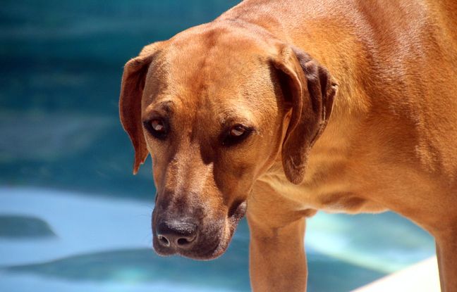 Aveyron : Le Département est le plus touché par les atteintes aux animaux