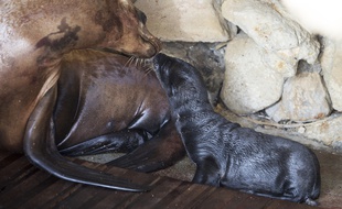 Lilly et son petit juste après la naissance