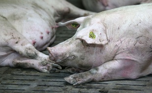 Une élevage de cochons en France (image d'illustration).