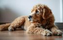 Pourquoi votre chien vous fixe-t-il intensément ? Les vraies raisons à connaître pour mieux comprendre son attitude