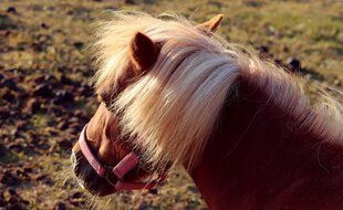 Plusieurs affaires d'équidés mutilés se sont produites ces derniers mois