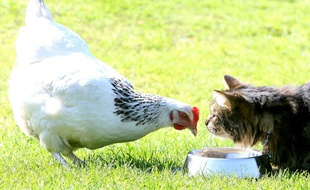 La poule, en passe de devenir un animal de compagnie comme les chats.