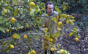 Le véritable citron de Menton, avec sa peau jaune vif parfumée et son jus plus sucré, est devenu une denrée rare cultivée par une poignée de passionnés et convoitée par les grands chefs étoilés.