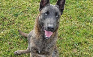 Simba, chien battu devenu chien de la gendarmerie.