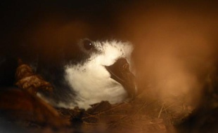Le pétrel des Galapagos, une espèce en danger d'oiseau marin, endémique de cet archipel équatorien, voit désormais sa survie assurée grâce au travail de gardiens de parc qui ont combattu les prédateurs afin de les sortir de la liste rouge des espèces en voie d'extinction.