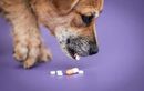 Ces médicaments à ne jamais laisser traîner : comment protéger son chien et agir vite en cas d’intoxication
