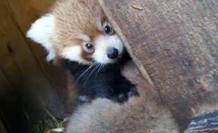 Naissance de deux bébés pandas roux au zoo de Pessac