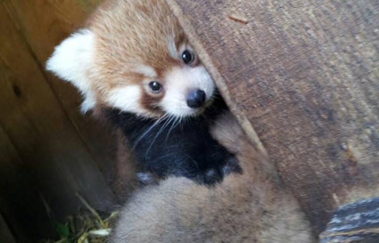 Bordeaux On Connait Les Prenoms Des Deux Petits Pandas Roux Nes Au Zoo De Pessac Bordeaux On Connait Les Prenoms Des Deux Petits Pandas Roux Nes Au Zoo De Pessac